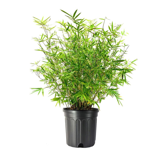 Golden Goddess Hedge Bamboo Plant | Extra Large 3 Gallon Plants | Bambusa Multiplex | Live Non|invasive Clumping Screening Bamboo