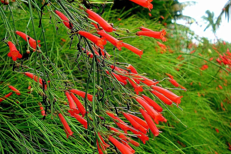 Firecracker Plant I Large Gallon Size Plants I Russelia Equisetiformis I Vibrant Red Tubular Flowers, Hummingbird Attracting, Heat|Tolerant, Perfect for Borders and Containers