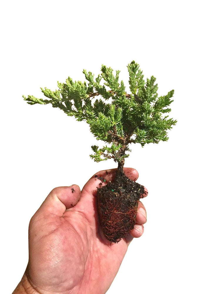 Juniper Procumbens Nana | Live Plants | Drought Tolerant Evergreen Groundcover | Great for Bonsai