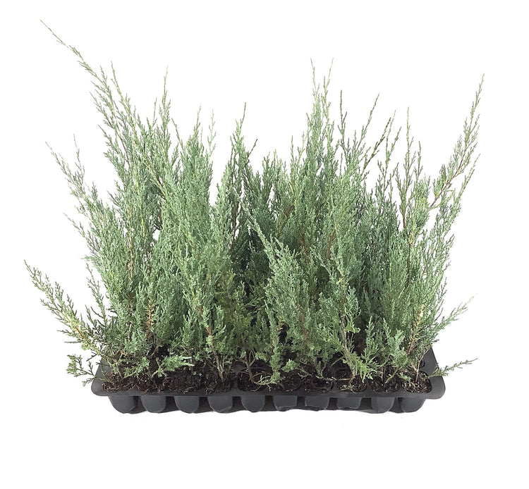 Juniper Burkii | Live Trees | Juniperus Virginiana | Evergreen Screening Red Cedar