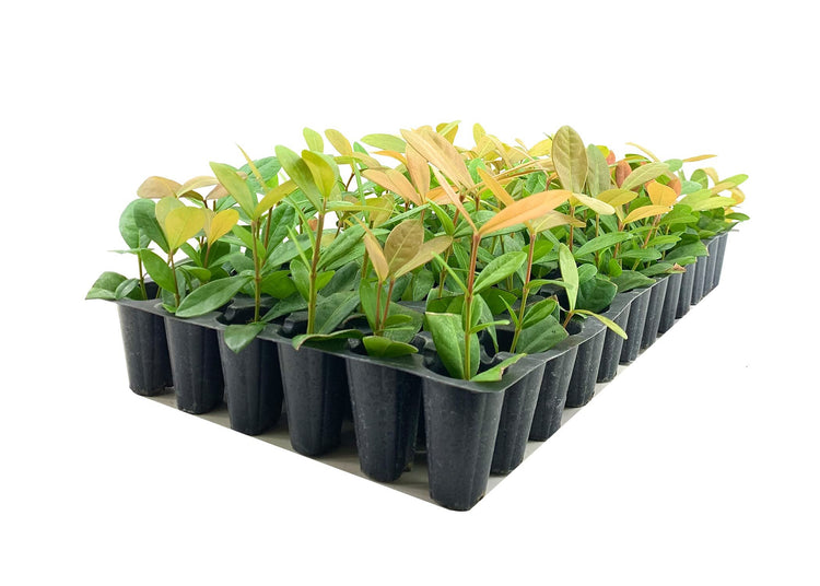 Ixora Maui Red | Live Plants | Beautiful Vibrant Blooming Butterfly Attracting Shrub | Coccinea Flame of The Woods Jungle Flame