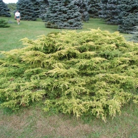 Gold Star Juniper | Live Gallon Size Plant | Perfect for Landscaping, Low Maintenance Evergreen, Ideal for Garden Decoration, Hardy Outdoor Plant