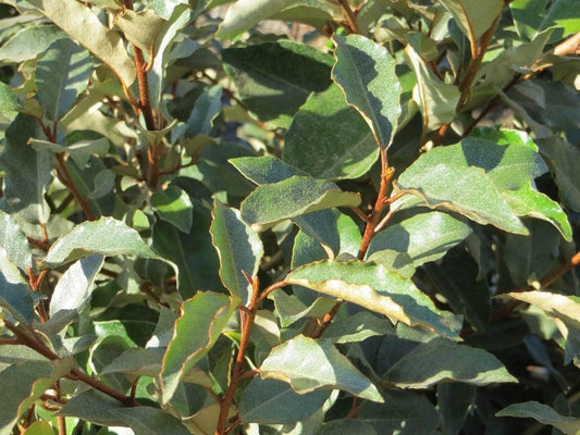 Elaeagnus Pungens I Large Gallon Size Plants I Thorny Olive I Hardy Evergreen Shrub with Fragrant Blooms, Perfect for Hedges, Screening & Ornamental Garden Display