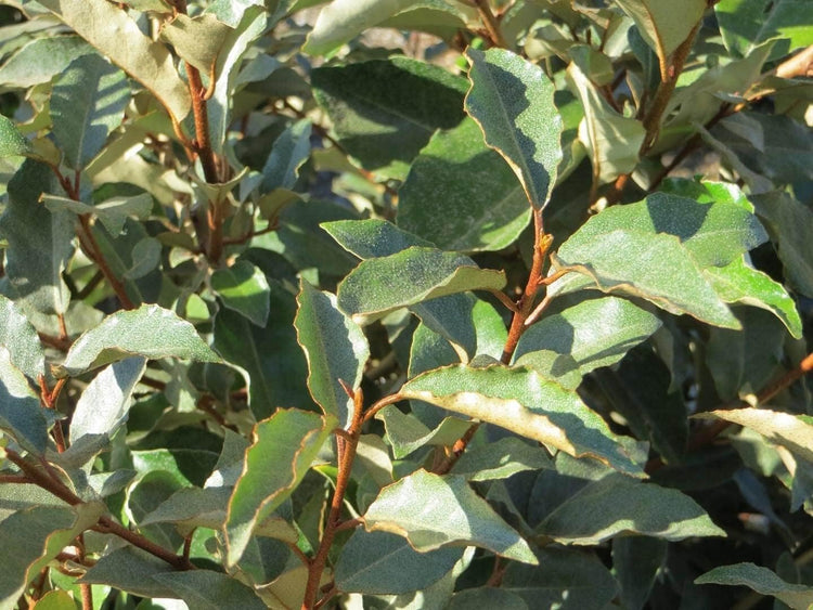 Elaeagnus Pungens I Large Gallon Size Plants I Thorny Olive I Hardy Evergreen Shrub with Fragrant Blooms, Perfect for Hedges, Screening & Ornamental Garden Display
