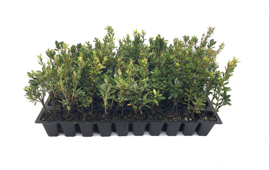 Azalea Fashion | Live Plants | Salmon Colored Flowering Rhododendron