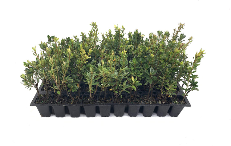 Azalea Fashion | Live Plants | Salmon Colored Flowering Rhododendron