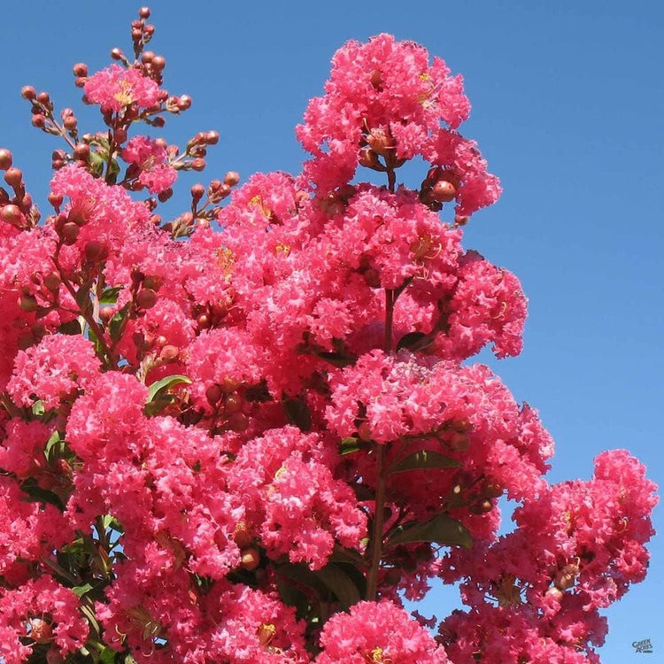 Crape Myrtle Tuscarora | Live Plants | Lagerstroemia Indica | Vibrant Red Flowers | Fast|Growing Ornamental Shrub | Drought|Tolerant | Garden Beauty