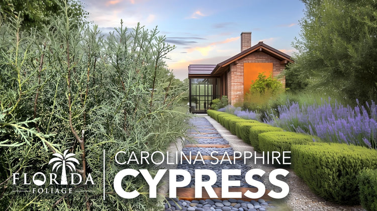 Carolina Sapphire | Extra Large 3 Gallon Trees | Cupressus arizonica 'Carolina Sapphire' | Fast|Growing Privacy Fence | Evergreen Landscape Screening Plants
