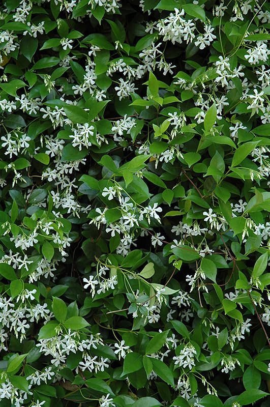 Star Confederate Jasmine I 2 Large Gallon Size Plants I Trachelospermum Jasminoides I Live Fragrant White Star-Shaped Flowers, Perfect for Trellises, Fences, and Arbors