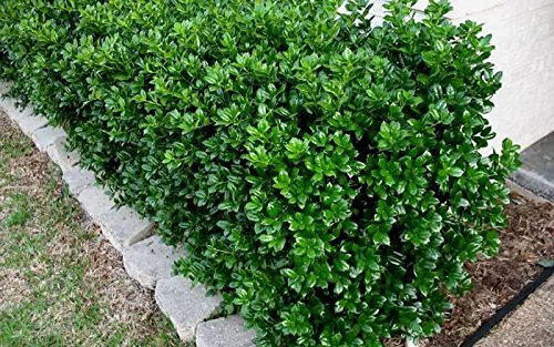 Dwarf Burford Holly Ilex | 20 Live Plants | Burfordi Evergreen Hedge Shrub