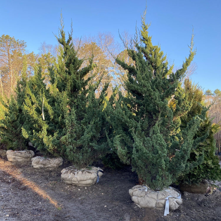 Robusta Green Juniper | Extra Large 3 Gallon Plants | Hardy Evergreen Shrub for Landscapes & Gardens, Ideal for Ground Cover, Topiary, Bonsai, Low Maintenance, Drought Tolerant