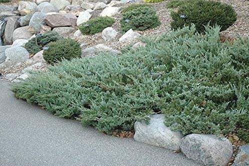 Hughes Juniper | Live Plants | Juniperus Horizontalis | Drought Tolerant Cold Hardy Evergreen Ground Cover