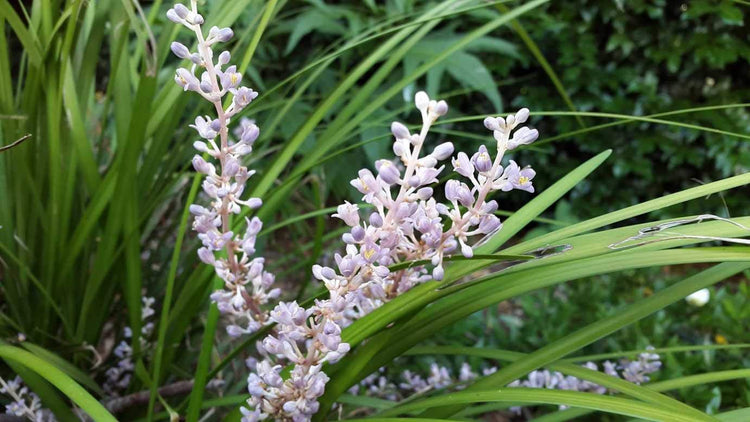 Evergreen Giant Liriope Muscari | Live Plants | Drought Tolerant Low Maintenance Evergreen Groundcover Grass