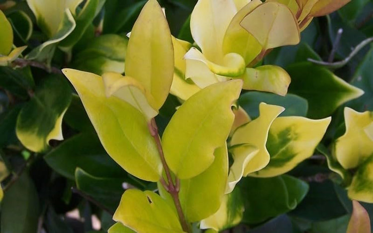 Ligustrum Howardi | Large 3 Gallon Size Plant | Ligustrum Lucidum 'Howardii' | Lush Evergreen Shrub | Perfect for Landscaping & Privacy Screens