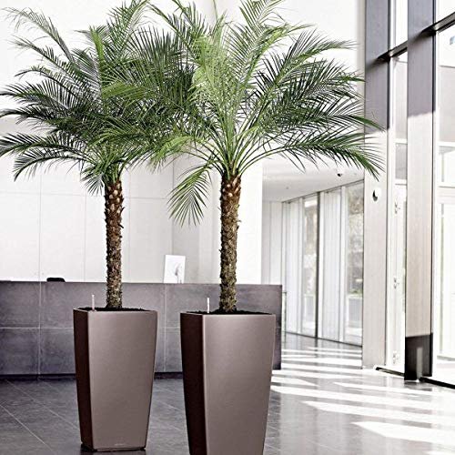 Phoenix Roebelenii | Miniature Pygmy Date Palm | Large Live Tree | Beautiful Patio Plant