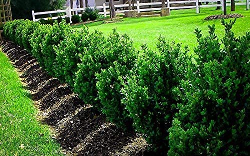 Wintergreen Korean Boxwood | Live Gallon Size Plants | Buxus Microphylla | Cold Hardy Formal Evergreen Hedge
