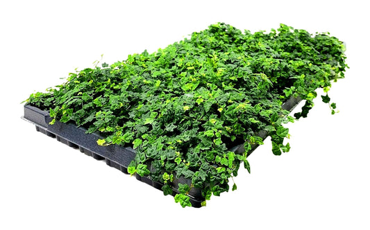 Ficus Pumila Quercifolia | Live Plants | Oak Leaf Creeping Fig, Easy|Care Indoor/Outdoor Trailing Vine Plant, Perfect for Walls and Ground Cover