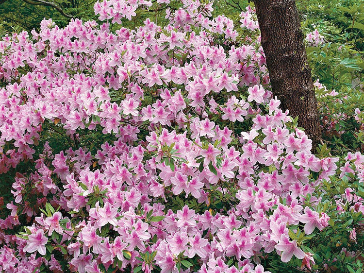 Azalea George Tabor | Live Plants | Light Orchid/White Flowering Rhododendron