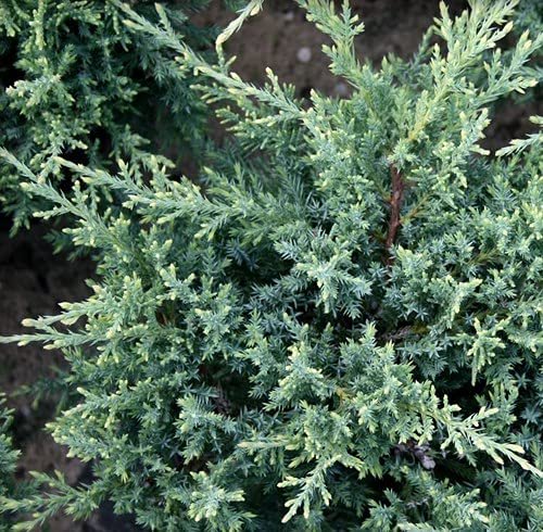 Juniper Nicks Compacta | Live Gallon Size Plants | Juniperus Chinensis | Drought Tolerant Cold Hardy Evergreen Groundcover