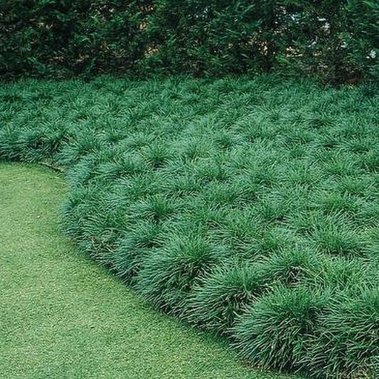 Mondo Grass I Large Gallon Size Plant I Ophiopogon Japonicus I Live Dense, Evergreen Ground Cover Plant, Ideal for Edging, Borders, and Ornamental Landscaping, Easy to Care