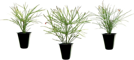 Firecracker Plant I Live Plants I Russelia Equisetiformis I Vibrant Red Tubular Flowers, Hummingbird Attracting, Heat|Tolerant, Perfect for Borders and Containers