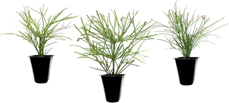 Firecracker Plant I Live Plants I Russelia Equisetiformis I Vibrant Red Tubular Flowers, Hummingbird Attracting, Heat|Tolerant, Perfect for Borders and Containers