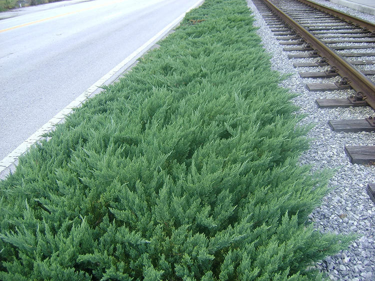Juniper Parsoni | Large Gallon Size Plant | Juniperus Squamata Expansa Parsons | Drought Tolerant Cold Hardy Evergreen Groundcover