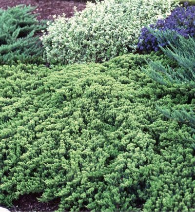 Procumbens Nana Juniper | Extra Large 3 Gallon Plants | Lush, Low|Growing Evergreen, Ideal for Ground Cover, Bonsai, Topiary, and Landscape Design, Hardy & Drought Resistant