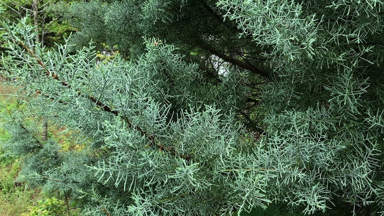 Carolina Sapphire Cypress Tree | Large Gallon Size Plant | Beautiful Evergreen Low Maintenance Cold Hardy Privacy Screen