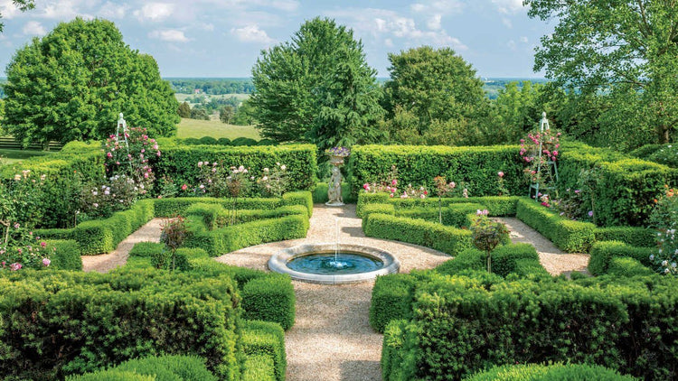 Japanese Boxwood | Live Plants | 2" Pot Size | Buxus Microphylla | Fast Growing Cold Hardy Formal Evergreen Shrub