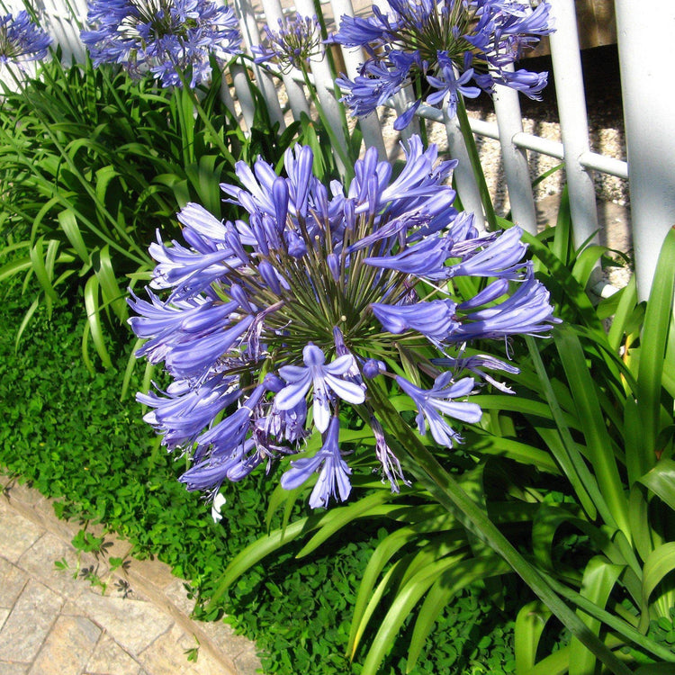 Agapanthus Africanus Lily of The Nile | Large Gallon Size Plants | Low Maintenance Flowering Groundcover Grass