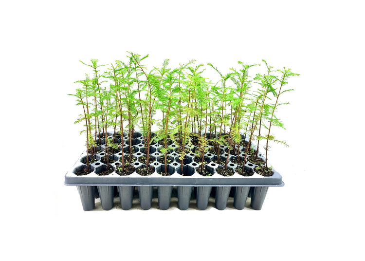 Pond Cypress | Live Trees | Taxodium Ascendens | Wet Tolerant Fast Growing Shade Tree