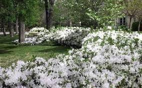 Azalea GG Gerbing | Extra Large 3 Gallon Plants | Lush & Radiant White Blooms, Hardy & Versatile, Ideal for Indoor/Outdoor Planting & Decor