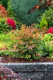 Nandina Domestica | Extra Large 3 Gallon Plants | Heavenly Bamboo | Vibrant Year|Round Color | Low Maintenance