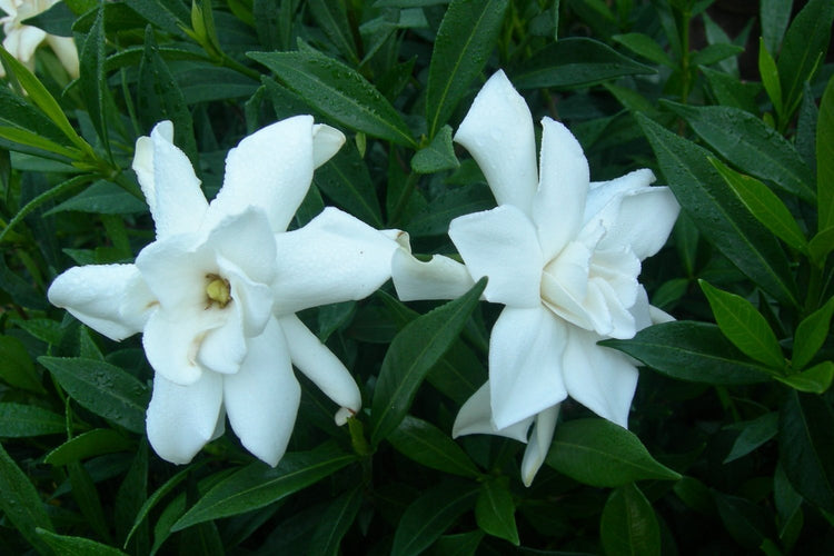 Frostproof Gardenia | Live Plants | Fragrant Blooming Shrub | Gardenia Jasminoides