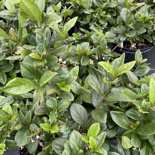 Viburnum Suspensum | Extra Large 3 Gallon Plants | Sandankwa Viburnum | Dense Evergreen Hedge | Year|Round Greenery