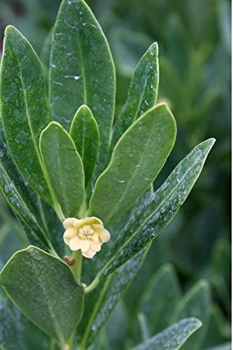 Anise Forest Green | Live Plants | Illicium Parviflorum | Shade Loving Evergreen Hedge