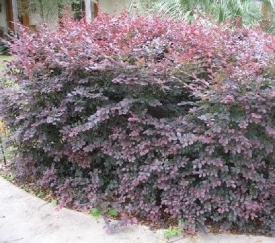 Loropetalum Ruby | Extra Large 3 Gallon Plants | Loropetalum Chinense 'Ruby' | Vibrant Garden Addition | Easy|Grow Foliage