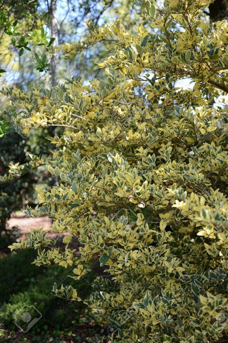 Ligustrum Japonicum Jack Frost Privet | Live Quart Size Plants | Variegated Evergreen Formal Hedge