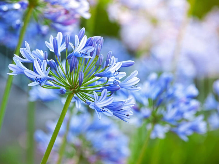 Agapanthus Africanus Lily of The Nile | Large Gallon Size Plants | Low Maintenance Flowering Groundcover Grass