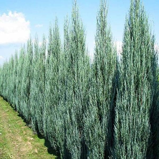 Blue Arrow Juniper | Extra Large 3 Gallon Plant | Juniperus Scopulorum | Privacy Hedge | Upright Conifer | Durable Outdoor Plant | Landscape Enhancement