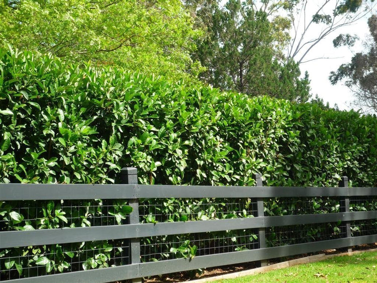 Viburnum Odoratissimum | Extra Large 3 Gallon Plant | Sweet Viburnum | Fast|Growing Privacy Hedge | Fragrant Flowers