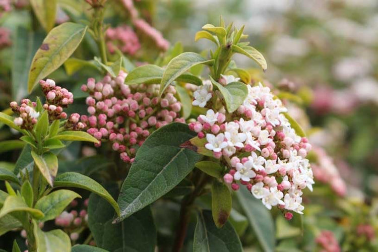 Viburnum Spring Bouquet | Extra Large 3 Gallon Plant | Viburnum Tinus 'Spring Bouquet' | Evergreen Privacy Hedge | Year|Round Interest