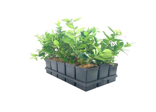 Ligustrum Waxleaf Privet | Live Quart Size Plants | Blooming Evergreen Privacy Hedge