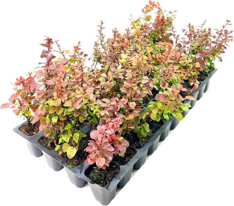 Barberry Rosy Glow | Live Plants | Vibrant Dual|Toned Foliage, Ideal for Landscaping & Hedging, Hardy & Drought|Tolerant, Live Decorative Shrub Plant