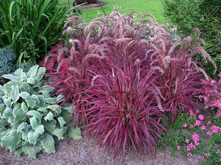 Red Fountain Grass I Large Gallon Size Plant I Pennisetum Setaceum Rubrum I Live Premium Quality, Ornamental Perennial Grass for Eye|Catching Landscaping, Gardens