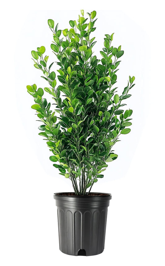 Winter Gem Boxwood | Large Gallon Size Plants | Buxus Microphylla Japonica | Fast Growing Cold Hardy Formal Evergreen Hedge Shrub