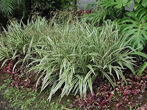 Flax Lily | 10 Pack | Variegated Dianella Tasmanica Variegata | Evergreen Shade Loving Grass