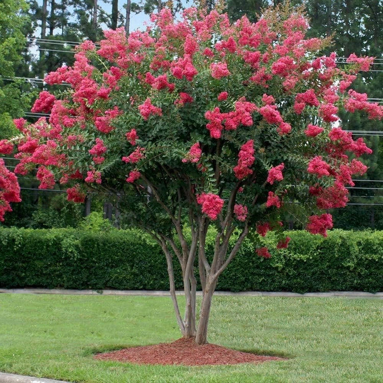 Crape Myrtle Tuscarora | Live Plants | Lagerstroemia Indica | Vibrant Red Flowers | Fast|Growing Ornamental Shrub | Drought|Tolerant | Garden Beauty