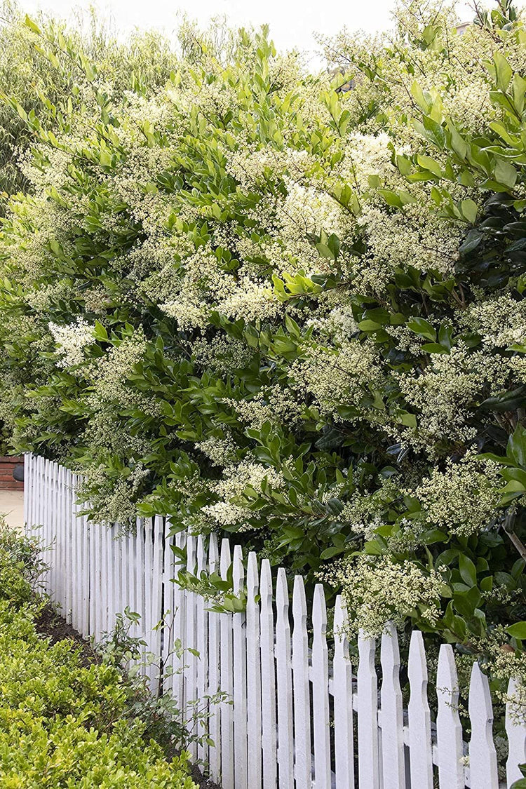 Ligustrum Waxleaf Privet | Live Quart Size Plants | Blooming Evergreen Privacy Hedge